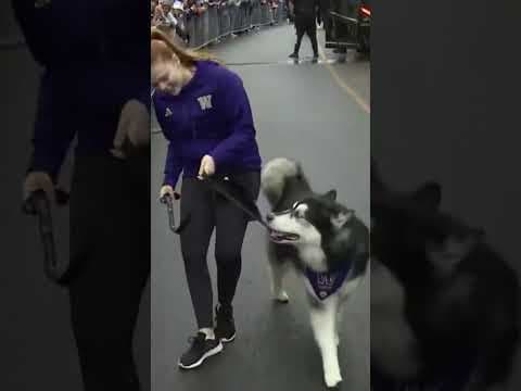 Fans cheer for Dubs as Huskies depart Seattle for national championship game in Houston