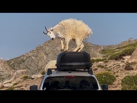 Video shows mountain goats "dancing" on top of camper's car in Colorado
