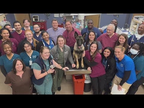 K-9 Rocky who was shot by wanted killer in SW Houston leaves the hospital