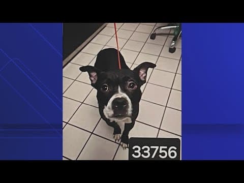 Testimony underway against man accused of decapitating his dog in St. Pete