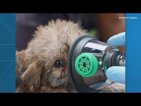 Update: Rescue Teams extricated various dogs after a fire in SW DC