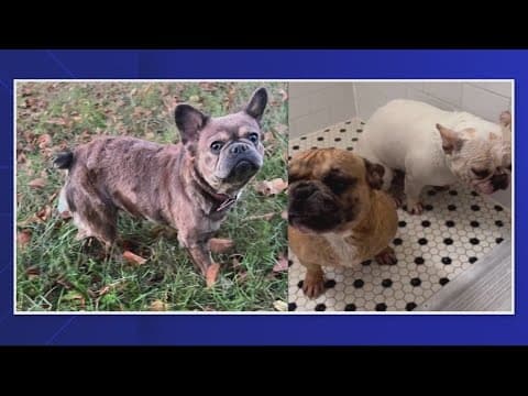 DC pet owner gets held up at gunpoint and dogs stolen