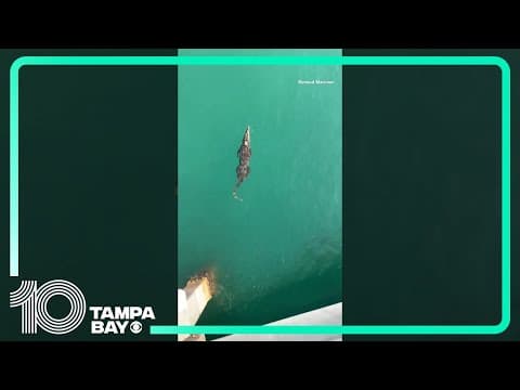 #Crocodile seen swimming under Pompano Beach, #Florida, pier #shorts