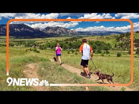 What's the most popular dog breed in Colorado?