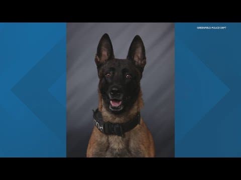 Greenfield Police K-9 recovering after being hit by car