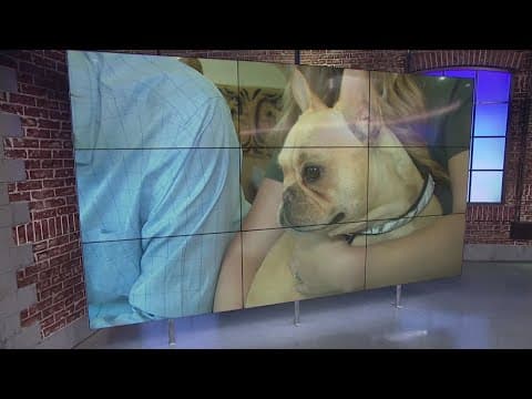 Fairfax Station couple says they’re still fighting for compensation after French bulldog was taken b