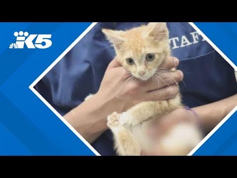 Tacoma Humane seeks community support for kitten with severed leg