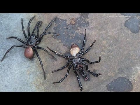 Spooky-looking ‘trapdoor spiders’ spotted around San Diego
