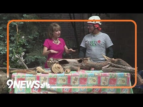 It's pruning season! Here are some tips for taking care of your trees