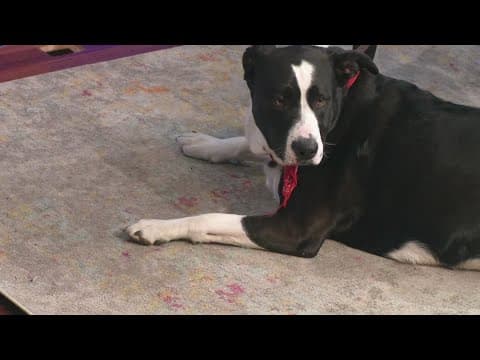 Petline9: 3-year-old lab-collie mix loves to cuddle