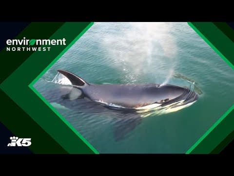 How scientists use drones, cameras to monitor health of local orca population