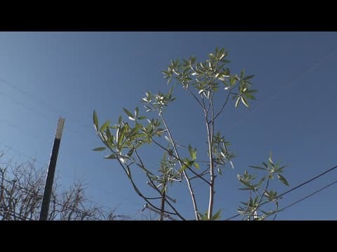 Federal budget cuts leave New Orleans nonprofit $1M short to plant trees in Ninth Ward