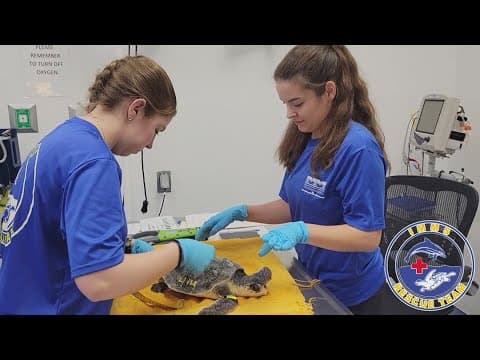 Cold-stunned sea turtles rescued by Institute for Marine Mammal studies