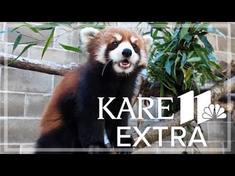 Red Pandas are coming back to Minnesota Zoo