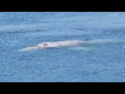 Gray whale spotted in Mission Bay