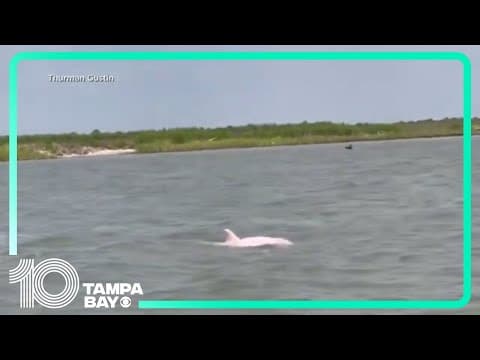 Rare pink dolphin recorded by man on Louisiana fishing trip