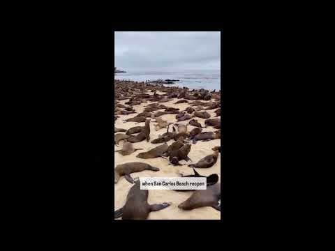 A huge colony of sea lions has taken over San Carlos Beach in Monterey, California