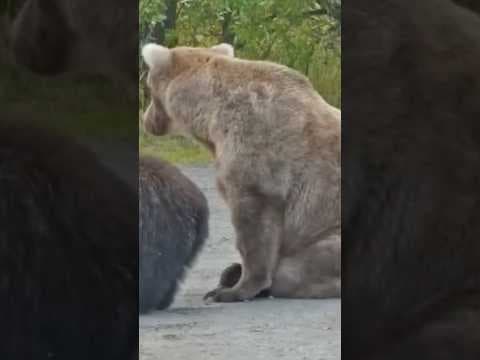 Fat Bear Week contest names 2024 winner