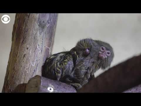 Baby marmoset cuddles close to mom at zoo