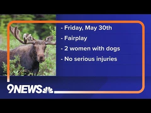 Hikers warned after 3 moose attacks in 4 days