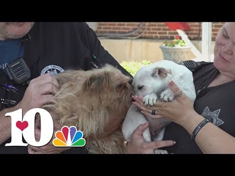 CCSO searching for small blue car that allegedly dumped two puppies on side of the road in Cocke Co.