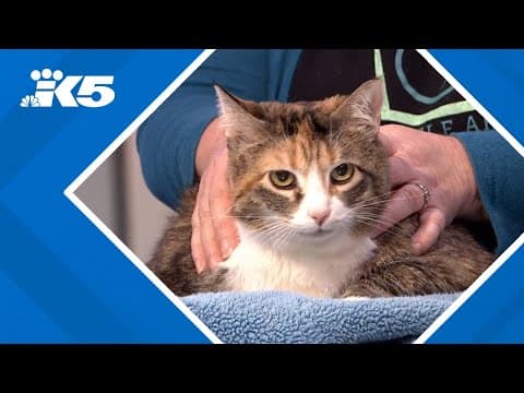 Emergency fundraising to help the Seattle Area Feline Rescue