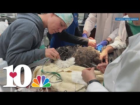 Challenger the bald eagle recovering after cataract surgery at UT's Veterinary Hospital
