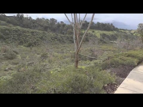 Insurance industry pushes wildfire mitigation as solution to condo crisis