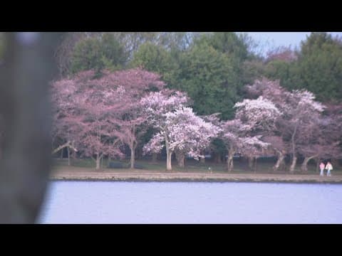 LIVE: DC Cherry Blossoms Cam 🎥🌸