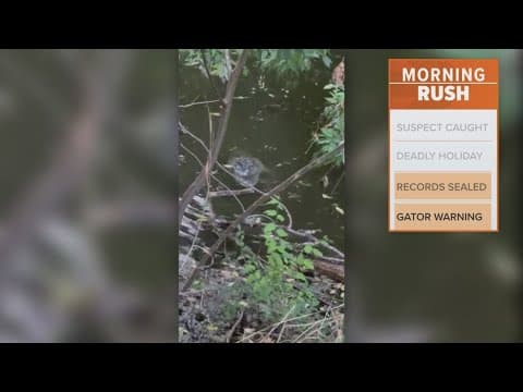 Alligator spotted on video in Coppell