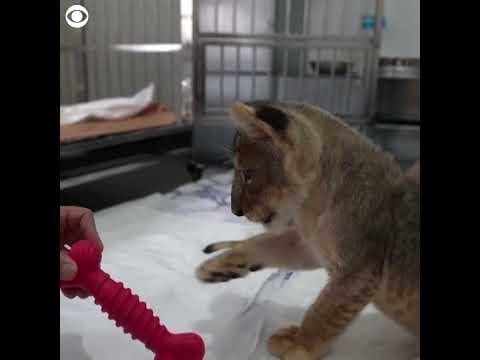 Two lion cubs rescued security forces in Lebanon #shorts