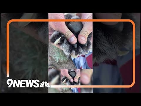 Man says he killed mountain lion at Colorado campground