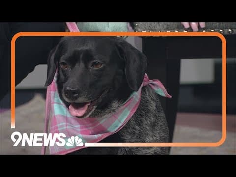 Petline9 | Senior dog Chloe needs forever home