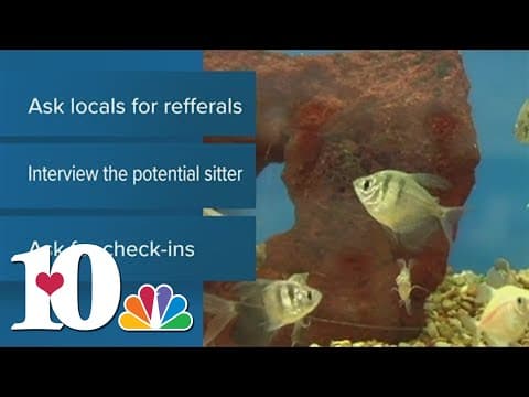 Here are tips when looking for potential sitter