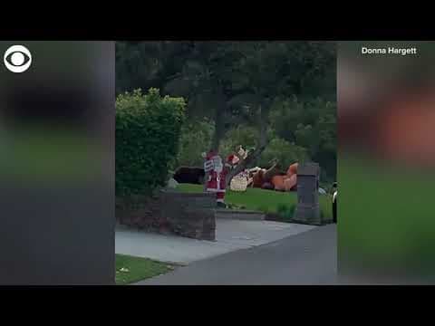 Bear attacks inflatable reindeer Christmas decoration