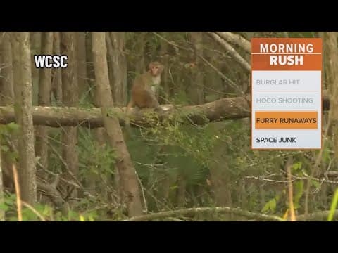 Half the monkeys that escaped from a research lab have been returned