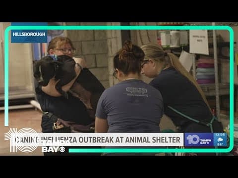 Hillsborough animal shelter faces canine influenza outbreak
