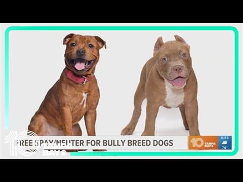 Humane Society of Tampa Bay to offer free spay, neuter services for bully breed dogs
