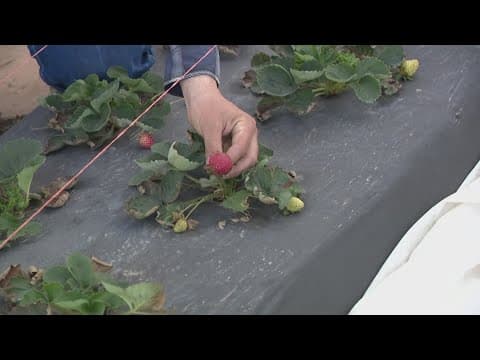 Strawberries at this Houston-area farm are off-the-charts sweet