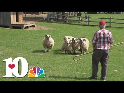 Sheep shearing season arrives at the Museum of Appalachia
