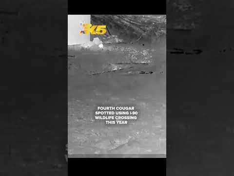 Cougar spotted on wildlife overpass over Interstate 90