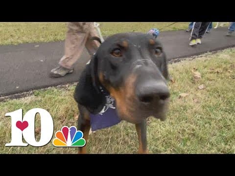 Honoring U.S. military service dogs