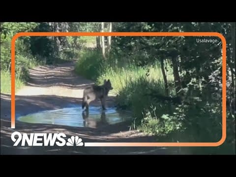 1 wolf dead from poor health after Colorado pack is captured