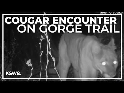 Angel's Rest Trail temporarily closed after cougar sighting