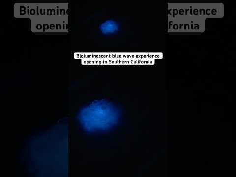 Visitors will be able to interact with bioluminescent phytoplankton in specially designed lagoons.