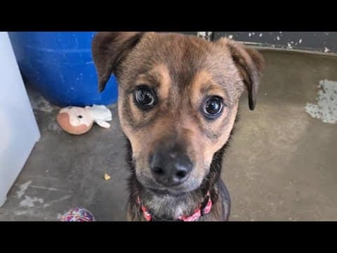 Pets of the Week: 3-1-2025