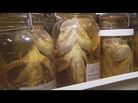 Scripps Institution of Oceanography's Marine Vertebrate collection
