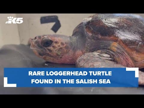 Loggerhead turtle recovering from hypothermia after she was pulled from the Salish Sea