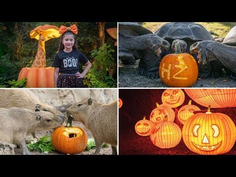 Zoo Boo is back through Halloween at Houston Zoo