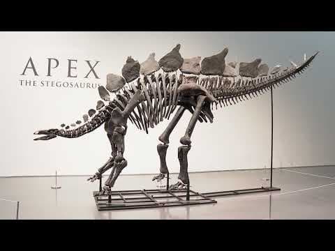 A 161-million-year-old Stegosaurus is expected to sell at Sotheby’s for between $4 and $6 million